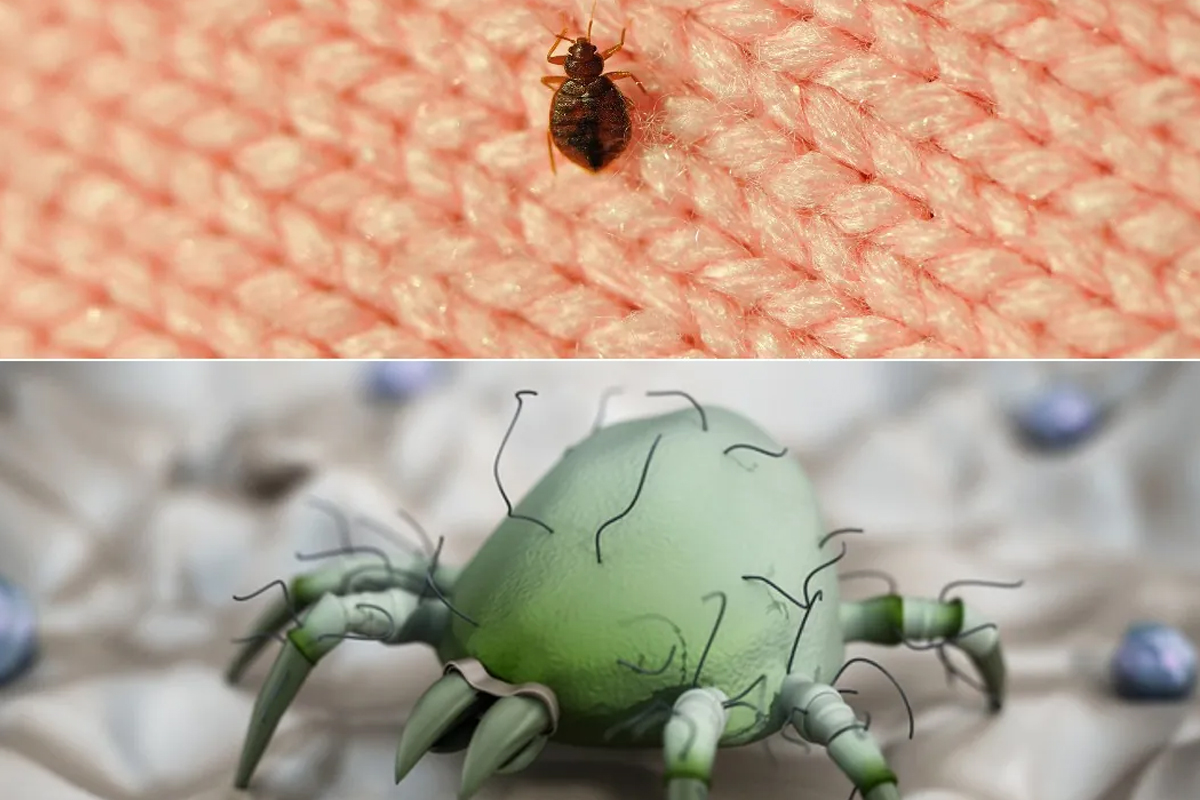 Bed Bugs Pest Control In Mumbai