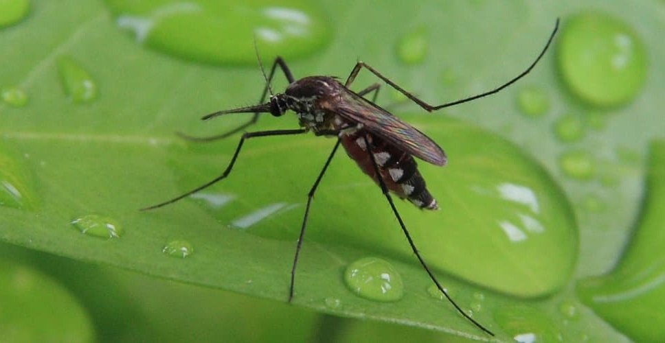   Two basic treatments are for Mosquito Control