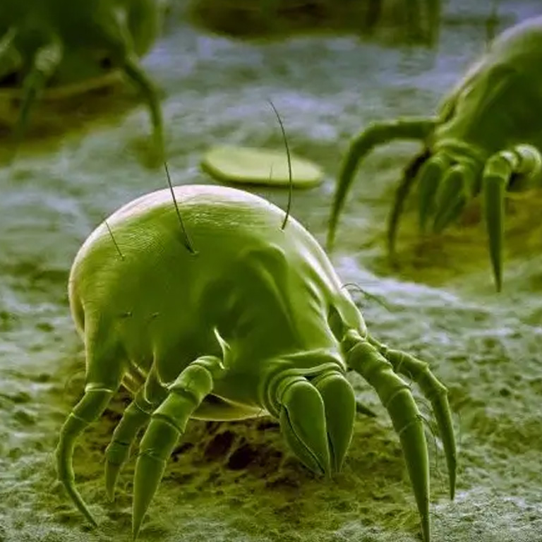 Dust mite