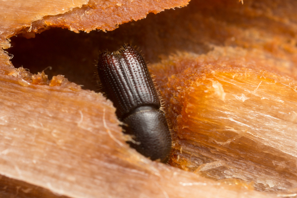 Woodborer Pest Control In Mumbai